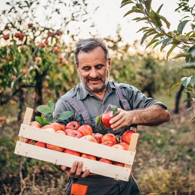 Ein Bauer erntet Äpfel in einem Obstgarten in Nordspanien und pflückt die Früchte von den Bäumen.