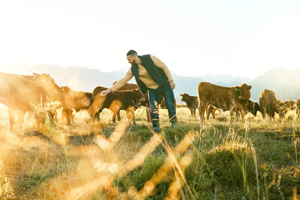 Mehrere Kühe stehen auf einer Wiese in Nordspanien, während sich ein Landwirt um die Tiere kümmert.