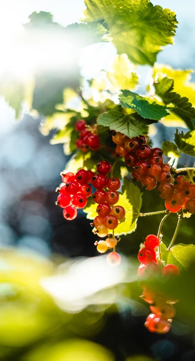 Reife rote Johannisbeeren hängen in Trauben an einem Strauch in Norwegen. Die kleinen Beeren wachsen dicht zwischen grünen Blättern.