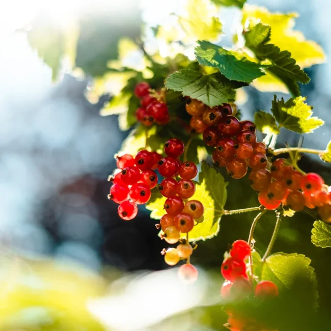 Reife rote Johannisbeeren hängen in Trauben an einem Strauch in Norwegen. Die kleinen Beeren wachsen dicht zwischen grünen Blättern.