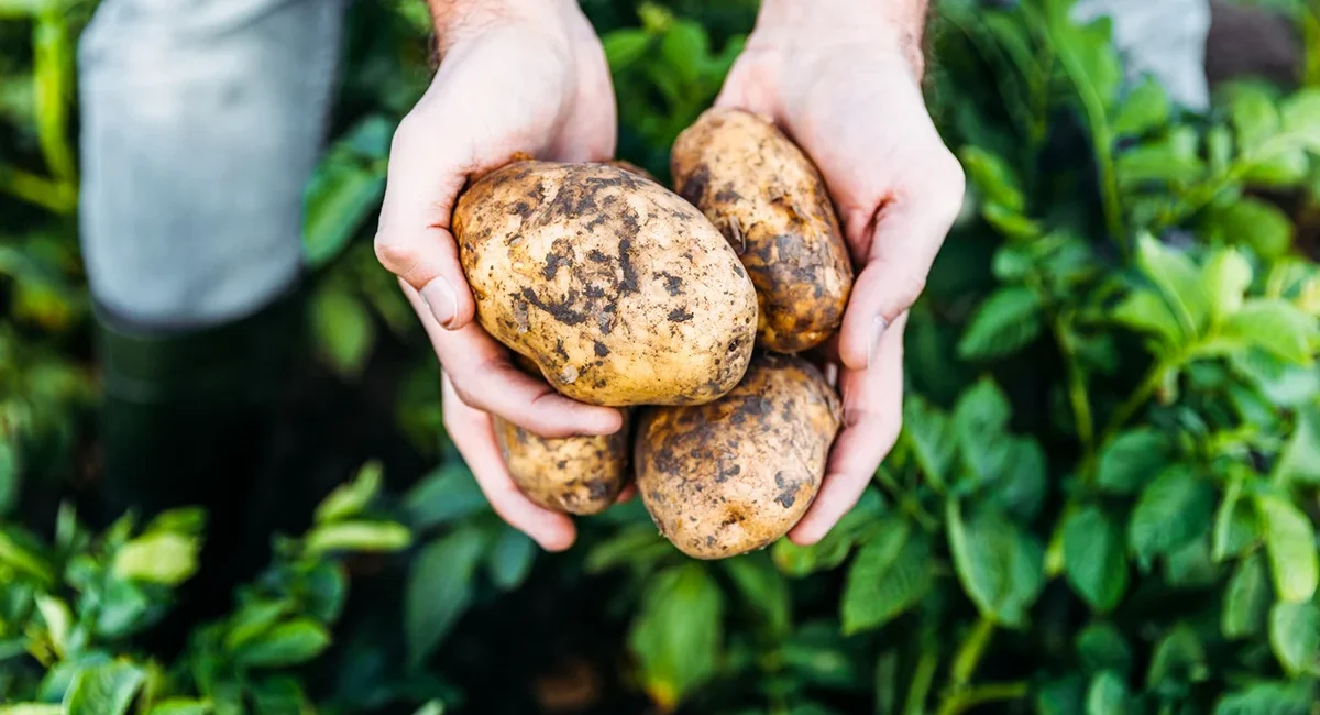 Person hält frisch geerntete Kartoffeln mit Erde in den Händen auf einem Feld