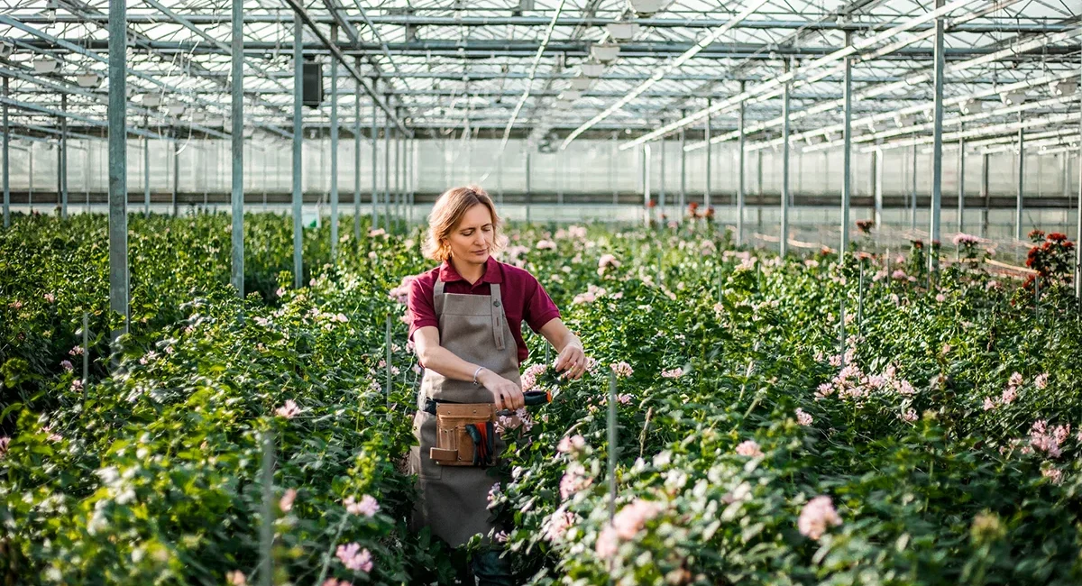 Eine Gärtnerin in Schürze pflegt konzentriert Rosenreihen in einem weitläufigen, modernen Gewächshaus mit gläserner Dachkonstruktion in Ostfriesland.