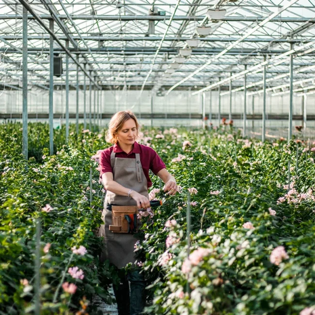 Eine Gärtnerin in Schürze pflegt konzentriert Rosenreihen in einem weitläufigen, modernen Gewächshaus mit gläserner Dachkonstruktion in Ostfriesland.