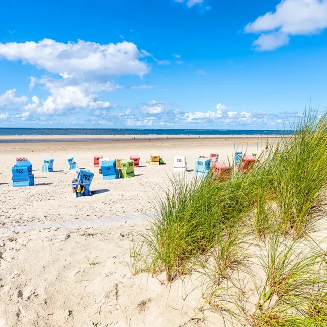 Eine sonnige Dünenlandschaft mit Strandhafer im Vordergrund und zahlreichen bunten Strandkörben auf einem weitläufigen Sandstrand an der Nordsee.