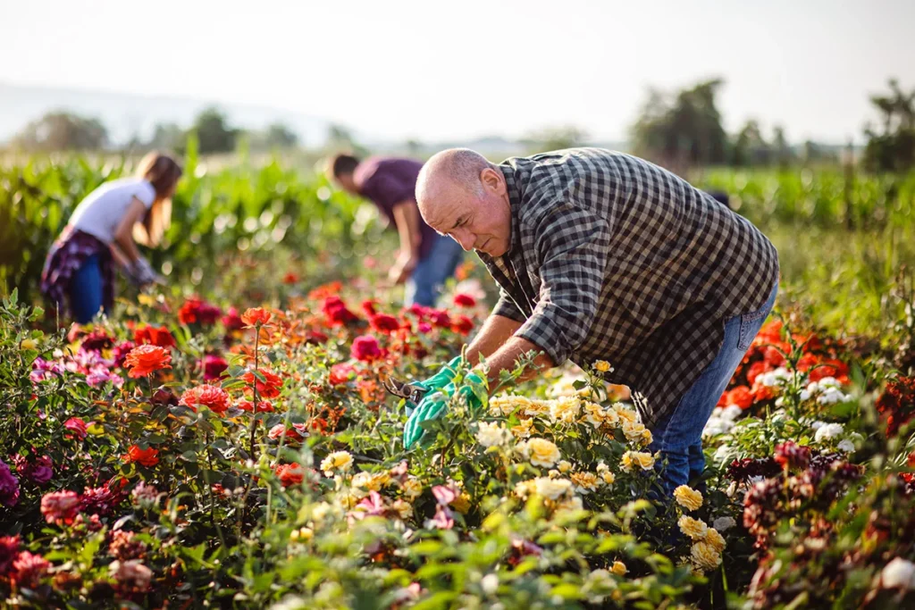 Ein Gärtner in kariertem Hemd und grünen Handschuhen, der konzentriert mit einer Rosenschere in einem weiten Feld voller bunt blühender Rosen in Ostfriesland arbeitet.