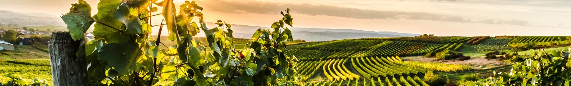 Panorama der Weinberge in der Pfalz bei Golden Hour mit warmem Abendlicht