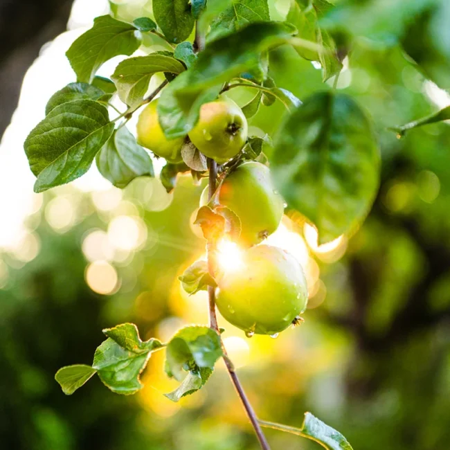 Grüne Äpfel hängen an einem Apfelbaum in Schweden zwischen den Blättern.