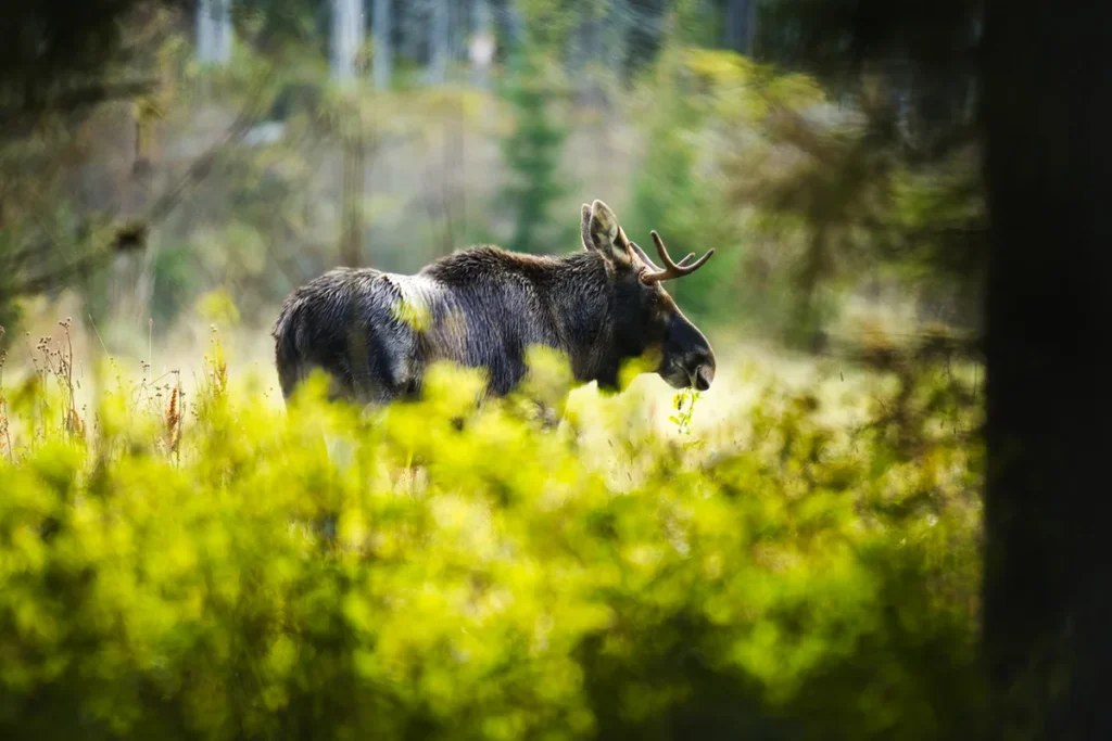 Ein Elch steht in der Natur in Schweden zwischen Bäumen und Vegetation.