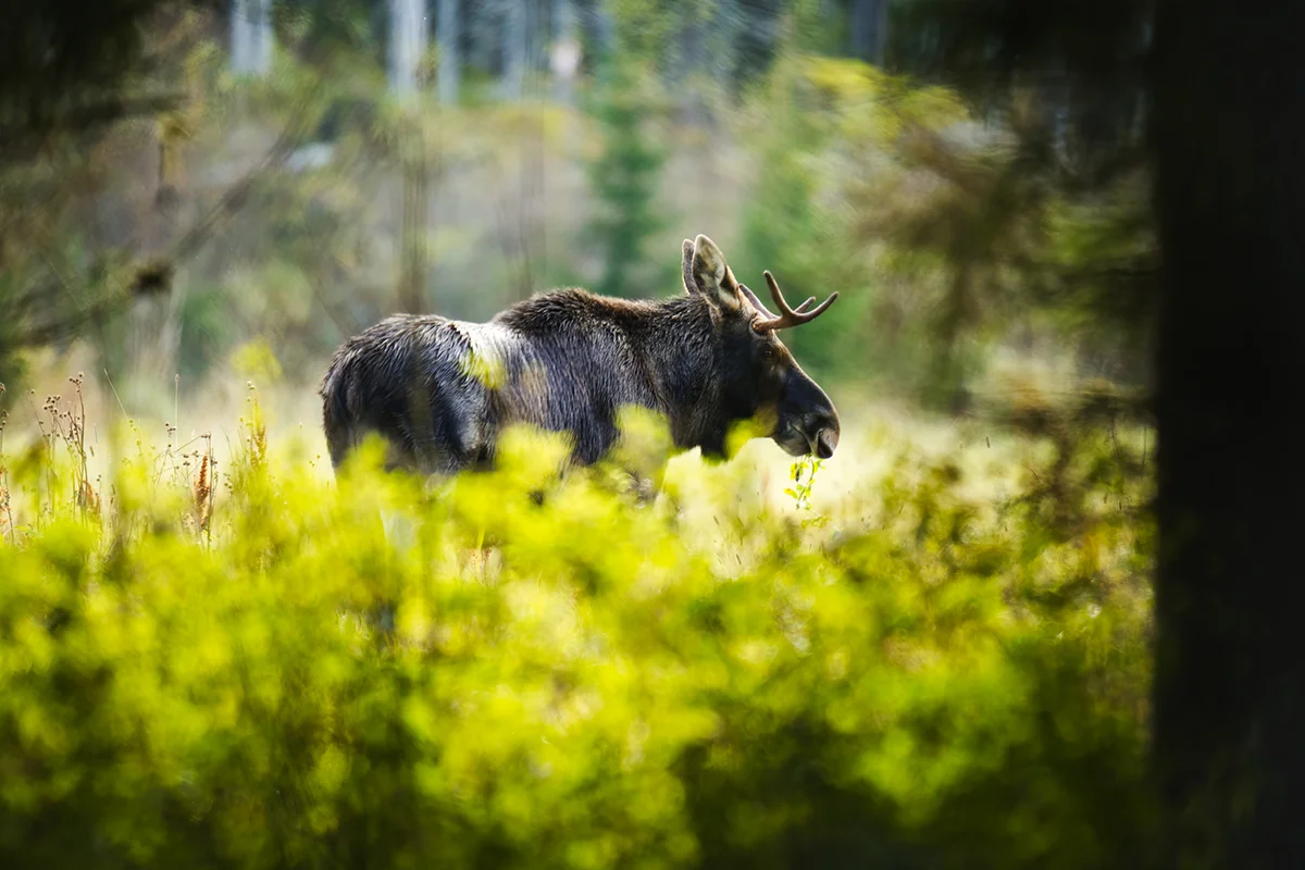 Ein Elch steht in der Natur in Schweden zwischen Bäumen und Vegetation.