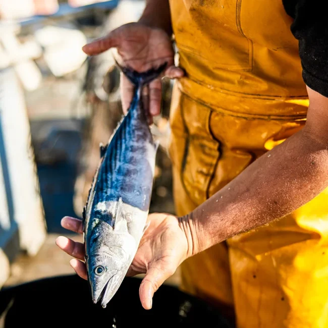 Ein Fischer in Schweden hält einen frisch gefangenen Fisch in der Hand und zeigt seinen Fang.