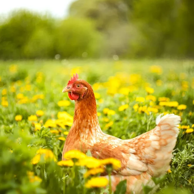 Ein Huhn steht auf einer Wiese mit gelben Löwenzahnblüten in Schweden. Das Tier bewegt sich zwischen Gras und Blumen im Freien.
