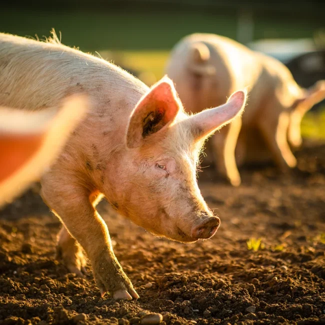 Schweine in Freilandhaltung auf einem Bauernhof in Schweden. Die Tiere bewegen sich frei auf einer Wiese im Freien.
