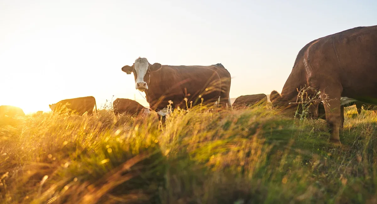 Mehrere Kühe stehen auf einer Weide in Slowenien im warmen Licht der Golden Hour.