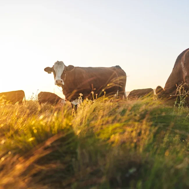 Mehrere Kühe stehen auf einer Weide in Slowenien im warmen Licht der Golden Hour.