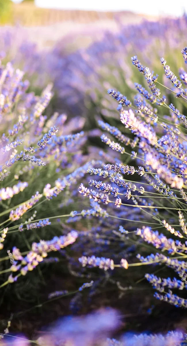 Ein Lavendelfeld in Slowenien mit vielen Reihen violett blühender Lavendelpflanzen in der Landschaft.
