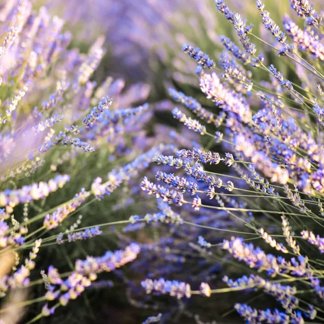 Ein Lavendelfeld in Slowenien mit vielen Reihen violett blühender Lavendelpflanzen in der Landschaft.