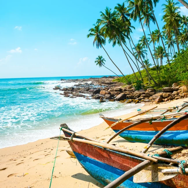 Bunte Fischerboote liegen am Strand in Sri Lanka, im Hintergrund stehen Palmen.
