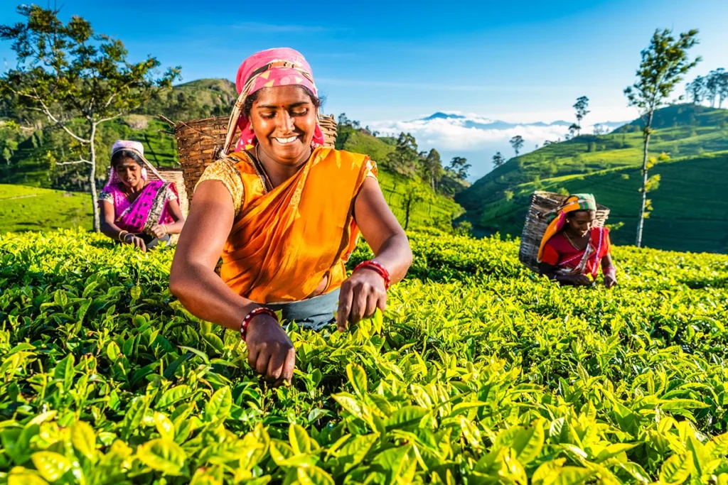 Drei Frauen ernten Teeblätter auf einer Teeplantage in Sri Lanka.