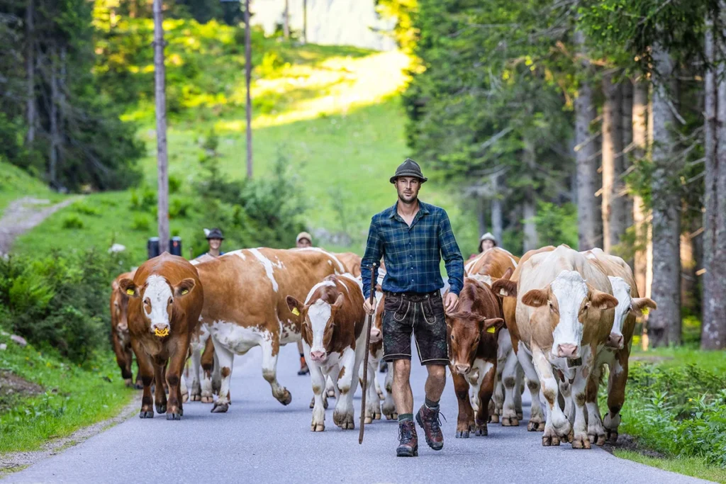 Ein junger Landwirt in Lederhose und kariertem Hemd trägt einen Hut und hält einen Stock in der Hand. Beim Almabtrieb treibt er Kühe durch die Landschaft der Steiermark.