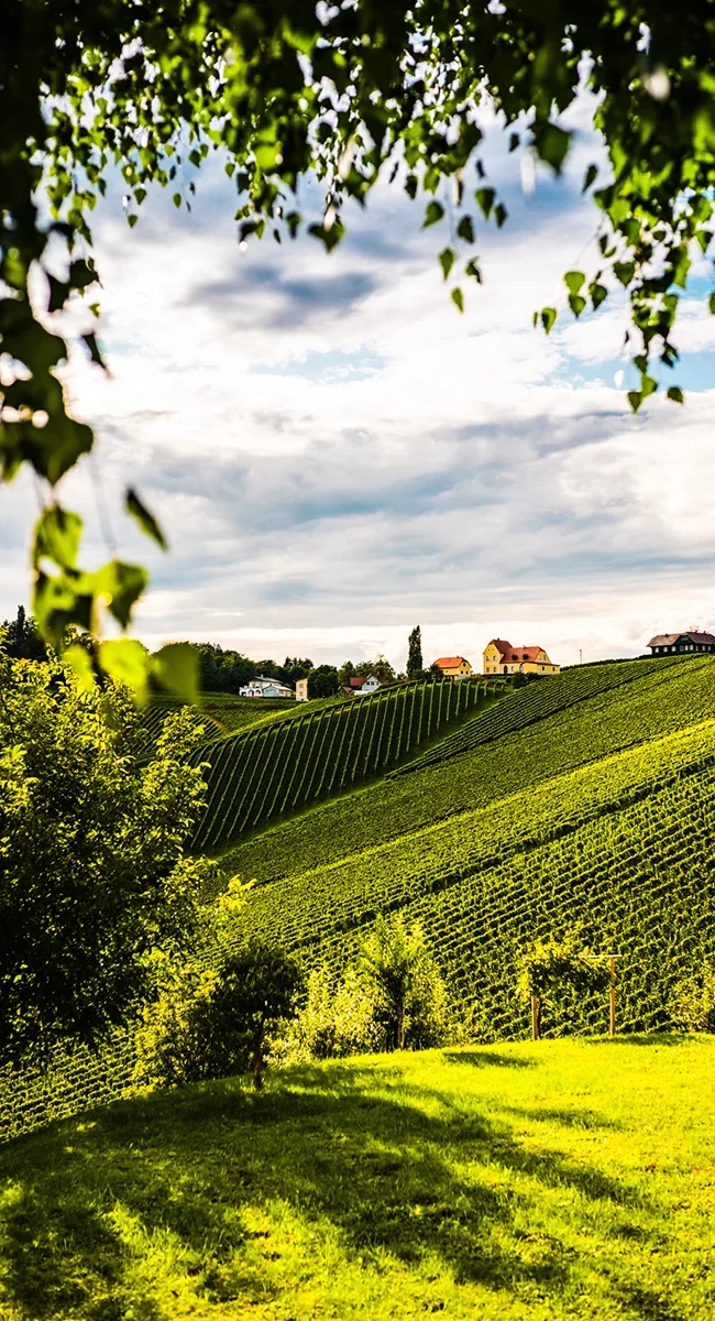 Panoramablick über die Weinberge der Steiermark in Österreich. Die Rebstöcke ziehen sich über sanfte Hügel der Weinregion.