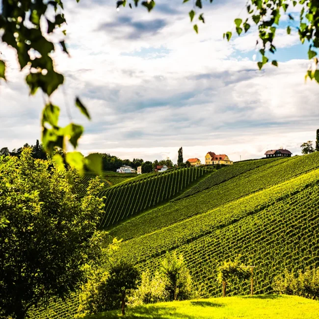 Panoramablick über die Weinberge der Steiermark in Österreich. Die Rebstöcke ziehen sich über sanfte Hügel der Weinregion.