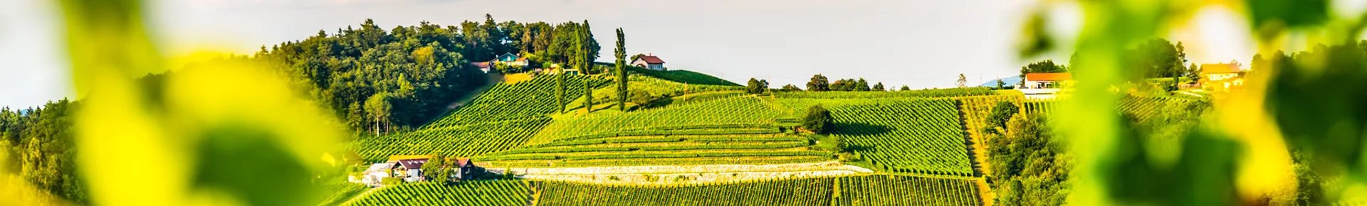 Panoramablick über die Weinberge der Steiermark in Österreich. Die Rebstöcke ziehen sich über sanfte Hügel der Weinregion.
