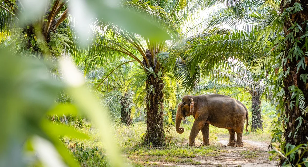 Ein Elefant steht unter einer Palme in der grünen Landschaft in Thailand.