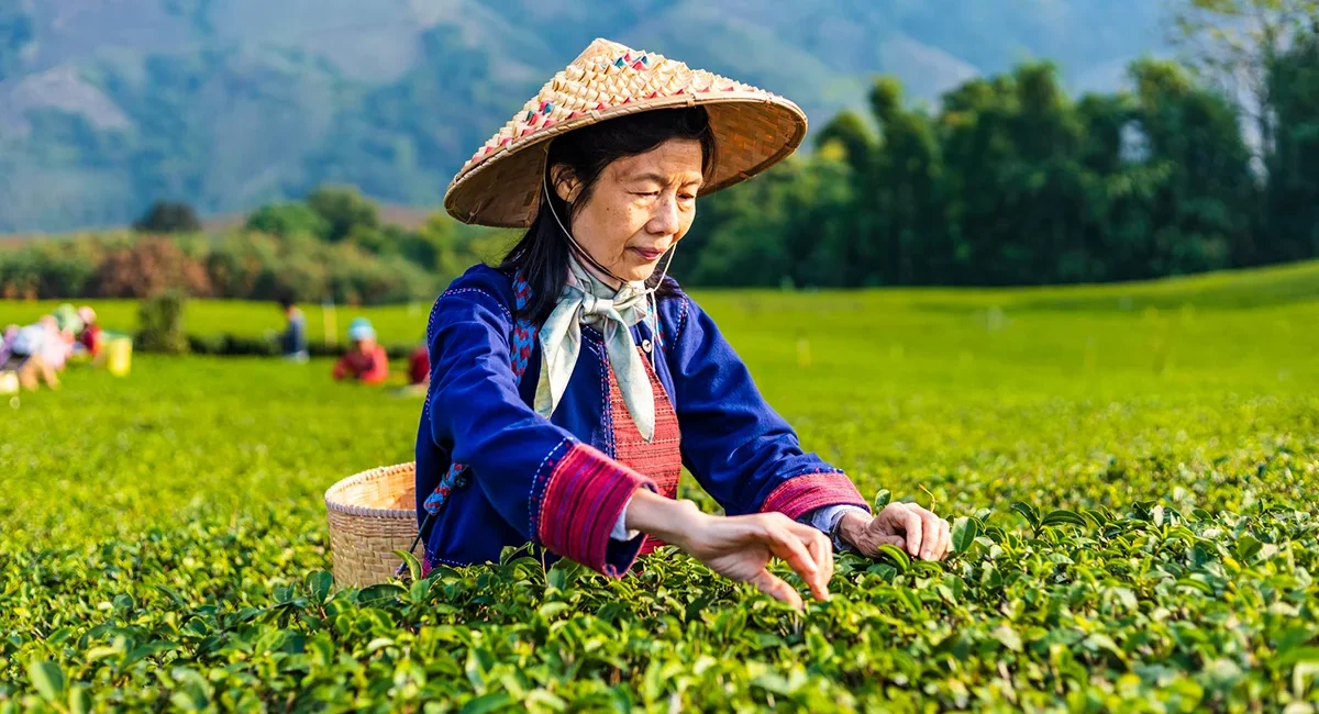 Eine ältere Frau trägt einen traditionellen spitzen Hut und erntet Teeblätter auf einer Teeplantage in Thailand.