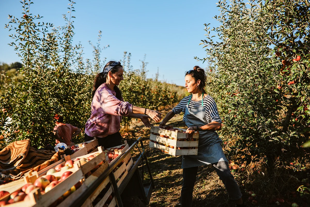 Zwei Frauen ernten Äpfel in einem Obstgarten in Tschechien und legen die Früchte in Holzkisten.