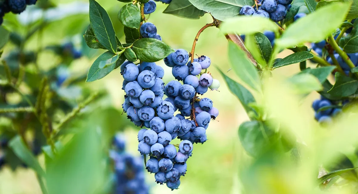 Reife Heidelbeeren hängen an einem Busch auf einem Heidelbeerbetrieb in Bayern.