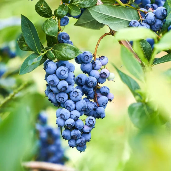 Reife Heidelbeeren hängen an einem Busch auf einem Heidelbeerbetrieb in Bayern.