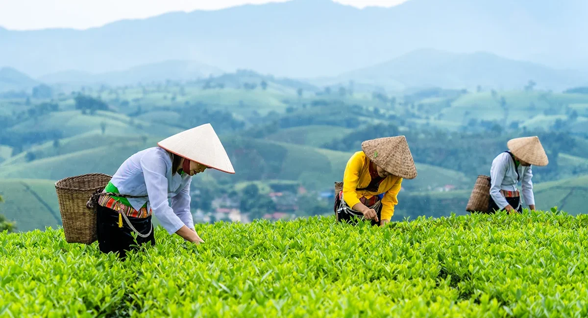Drei Frauen bei der Teeernte auf einer grünen Teeplantage in Vietnam