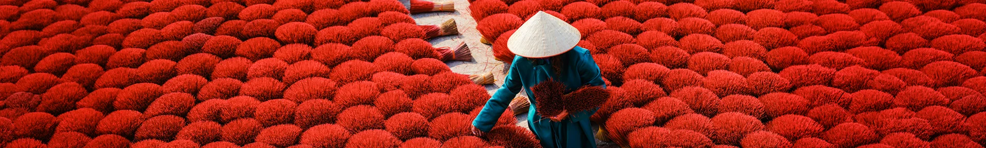 Einheimischer Arbeiter erntet rote Weihrauchstäbchen auf einem Feld in Vietnam