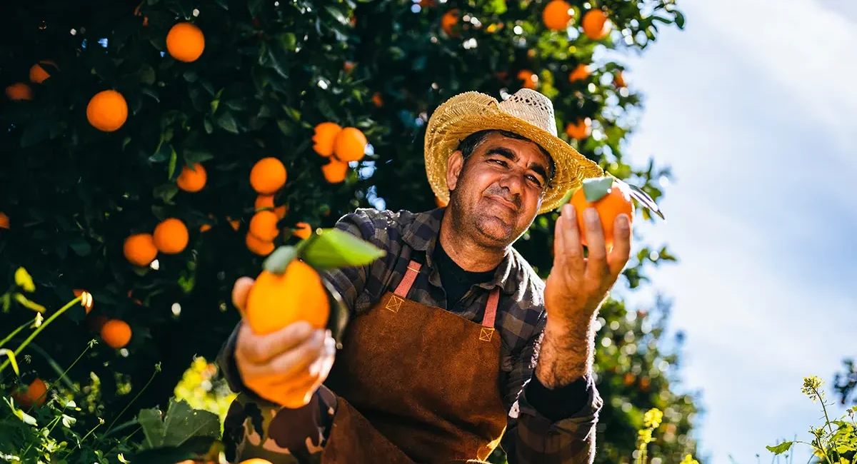 Ein mediterraner Bauer mit Strohhut erntet reife Orangen in einem Obstgarten.