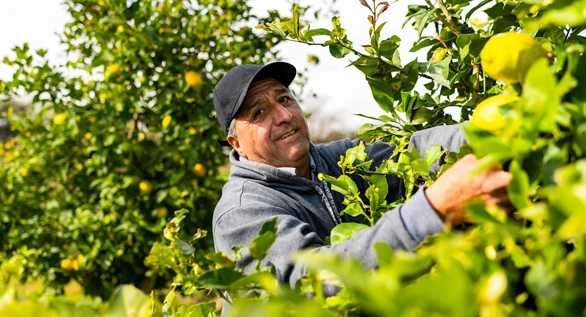 Ein albanischer Landwirt bei der Zitronenernte auf seiner Plantage.