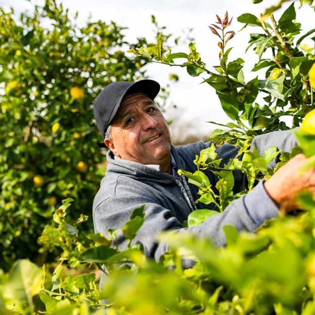 Ein albanischer Landwirt bei der Zitronenernte auf seiner Plantage.