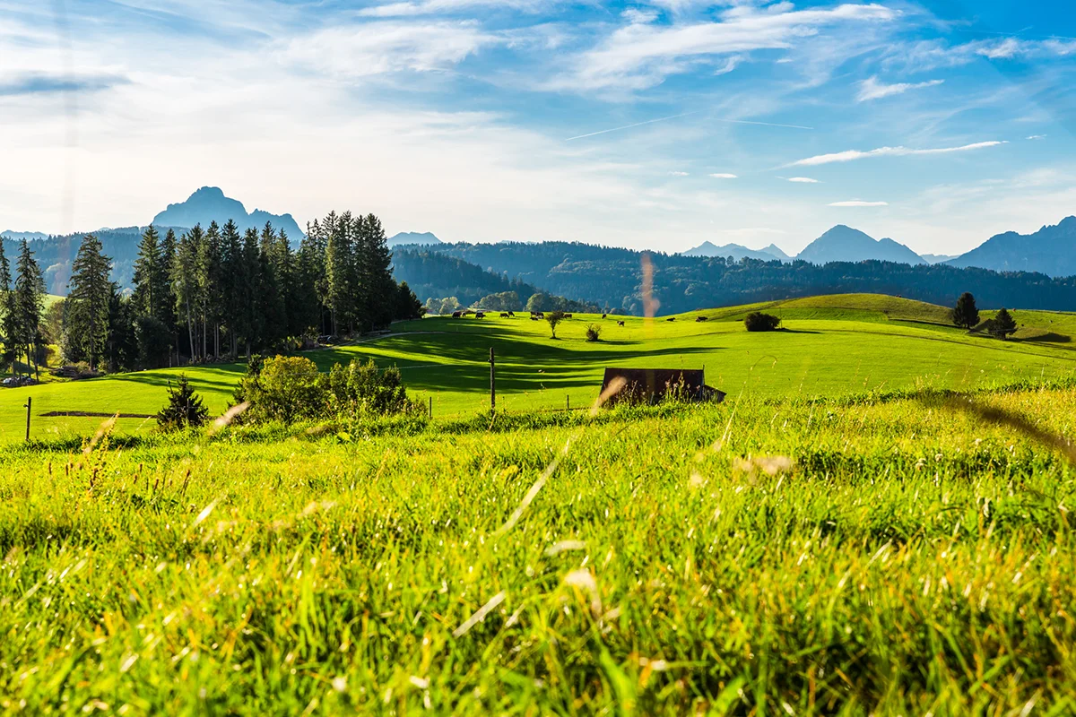 Saftig grüne Wiesen und Berge im Allgäu unter weitem Himmel