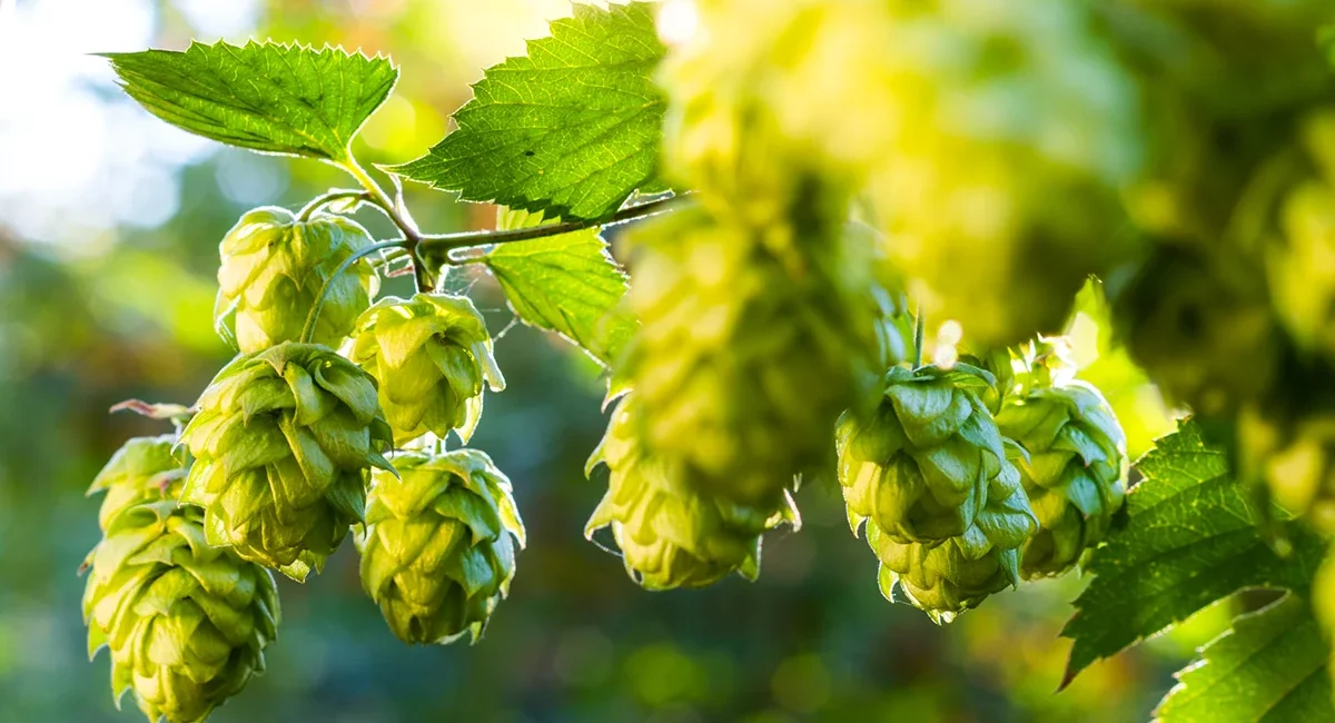 Hopfenplantage am Bodensee mit grünen Hopfenpflanzen