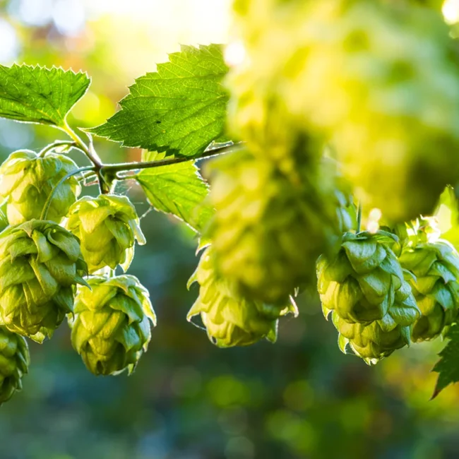 Hopfenplantage am Bodensee mit grünen Hopfenpflanzen
