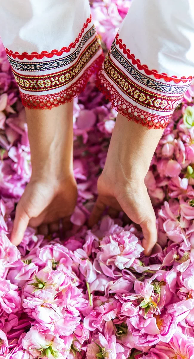 Die Hände einer Frau greifen in duftende Rosenblätter bei der Rosenöl-Herstellung in Bulgarien.