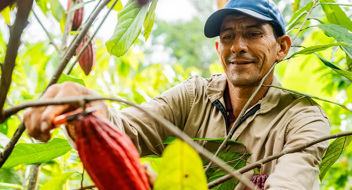 Nahaufnahme eines Mannes bei der Ernte von roten Kakao-Bohnen in Costa Rica