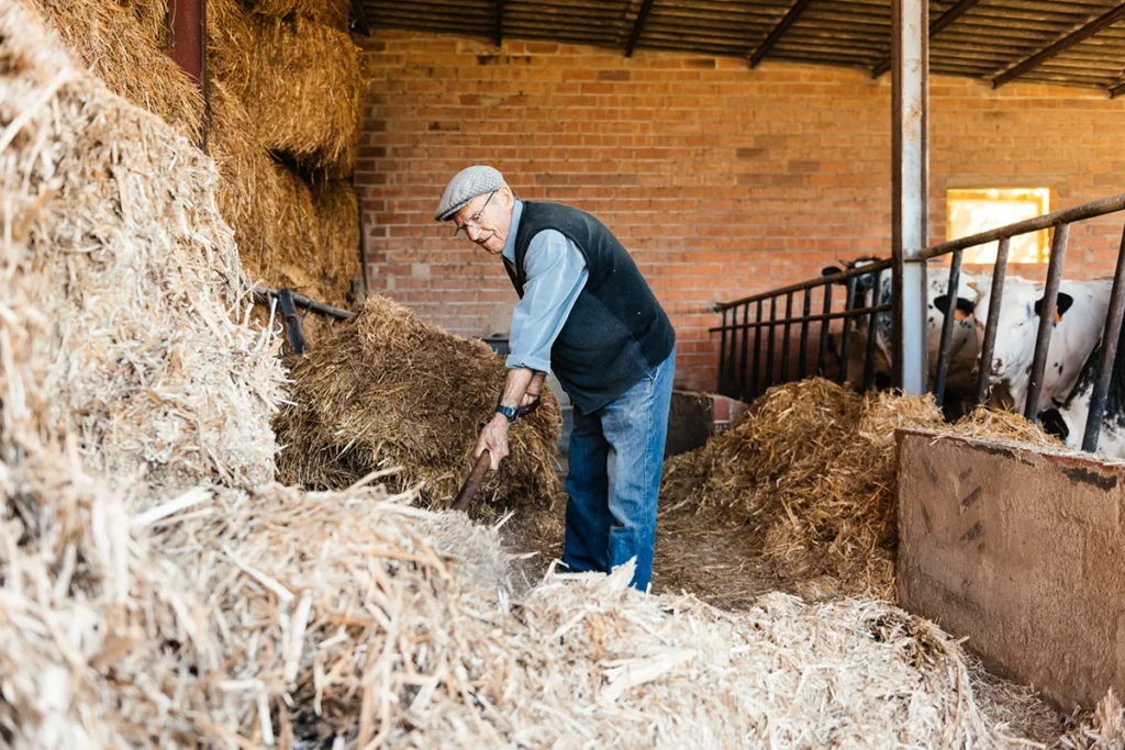 Ein älterer Landwirt mit Schirmmütze und Weste verteilt mit einer Gabel Heu in einem Stall in England, während im Hintergrund Kühe am Gatter stehen.