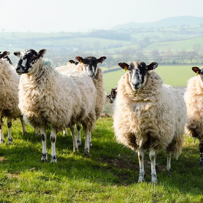 Eine kleine Herde zotteliger Schafe mit markanten schwarz-weiß gesprenkelten Gesichtern blickt neugierig von einer saftig grünen Weide in einer hügeligen englischen Landschaft direkt in die Kamera.