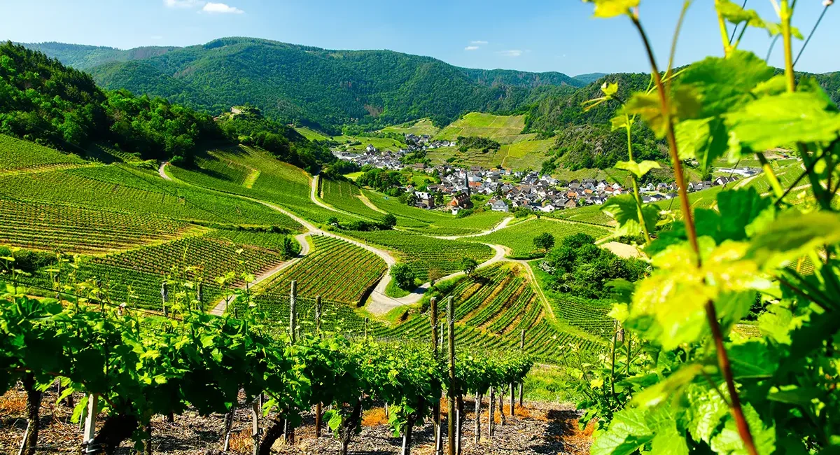 Die Weinberge im Ahrtal sind sattgrün und ziehen sich über die Hügel der Landschaft.