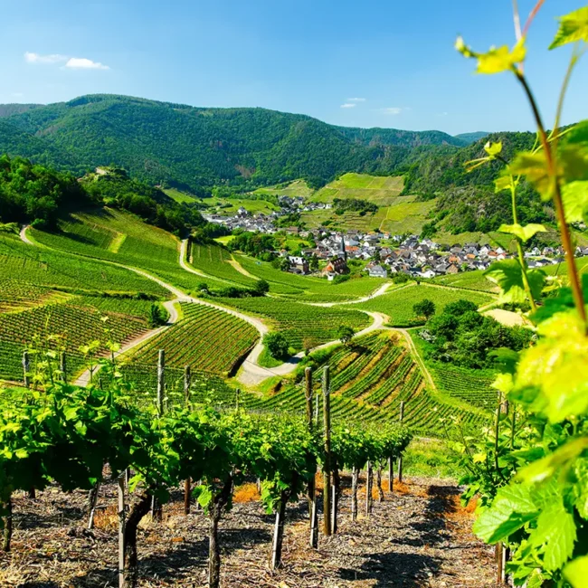 Die Weinberge im Ahrtal sind sattgrün und ziehen sich über die Hügel der Landschaft.