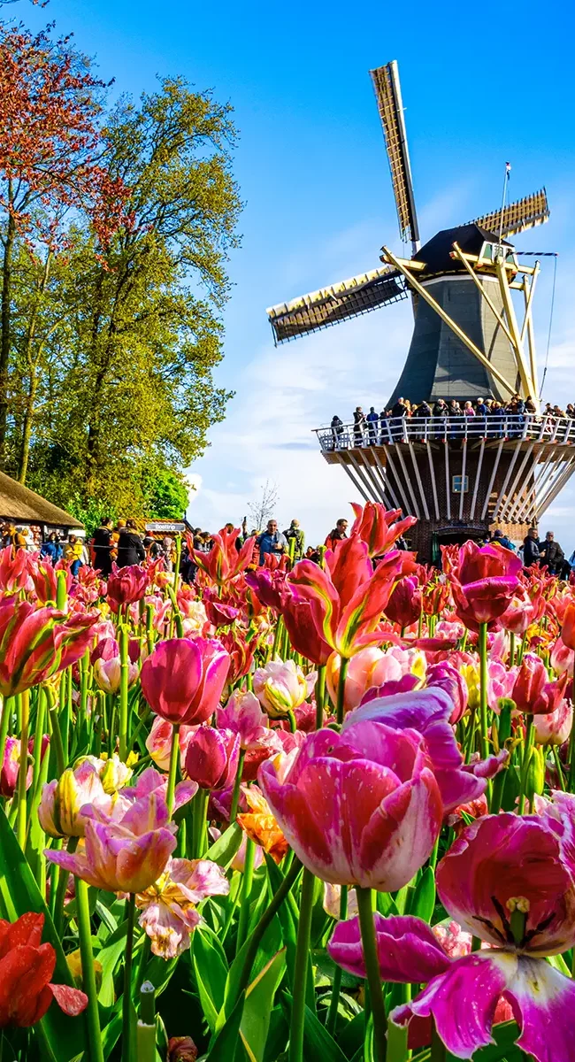 Bunte Tulpen blühen im Keukenhof in den Niederlanden, im Hintergrund steht eine Windmühle.