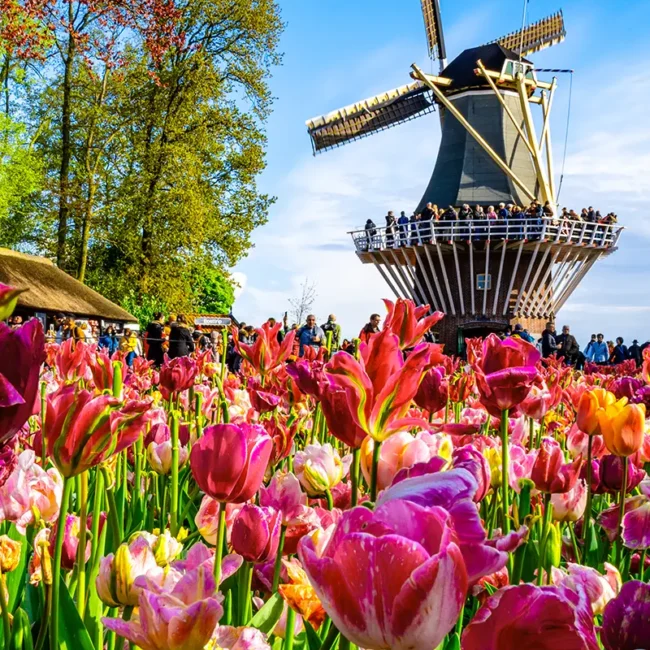 Bunte Tulpen blühen im Keukenhof in den Niederlanden, im Hintergrund steht eine Windmühle.