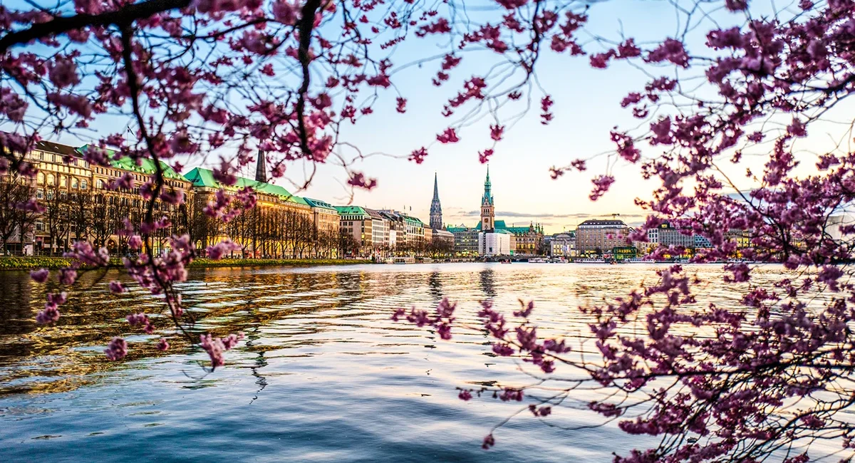 Die Hamburger Binnenalster bei Sonnenuntergang, eingerahmt von blühenden rosa Kirschblütenzweigen im Vordergrund.