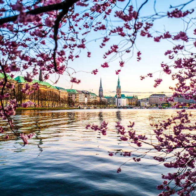 Die Hamburger Binnenalster bei Sonnenuntergang, eingerahmt von blühenden rosa Kirschblütenzweigen im Vordergrund.