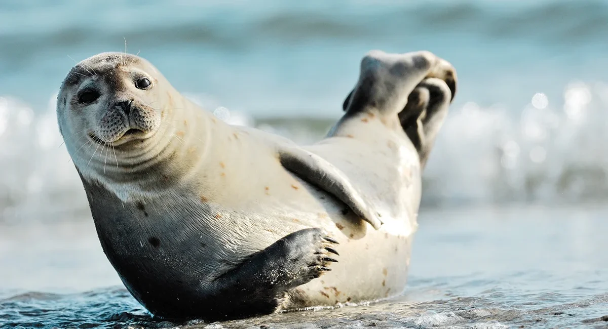 Ein Seehund liegt am Strand der Insel Helgoland und blickt freundlich in die Kamera.